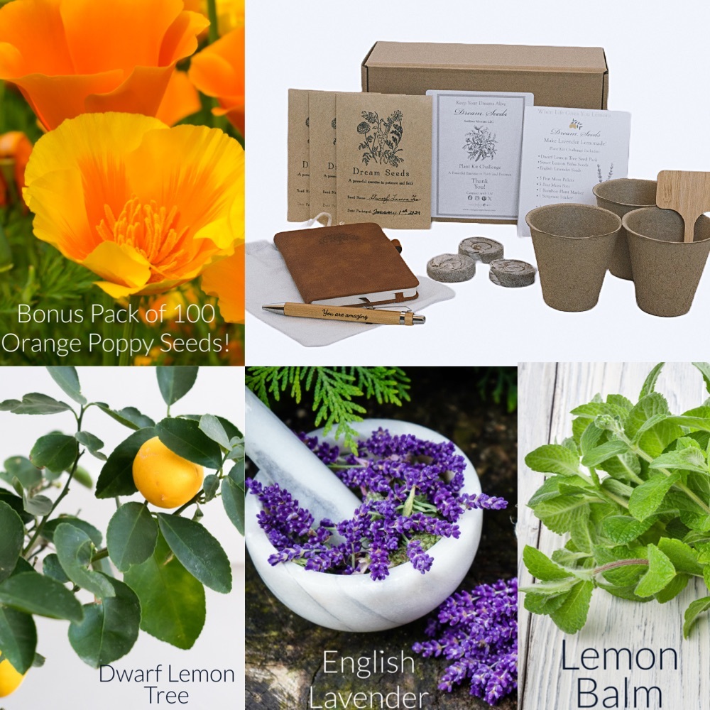 Dream Seeds Plant Kit -for women with big dreams!